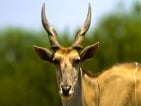 eland hunting