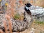 emu hunting