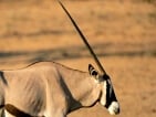 gemsbok hunting