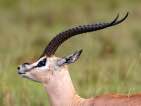 grant's gazelle