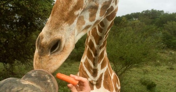 hand feeding giraffe carrots