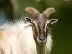 himalayan tahr hunting