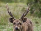 hog deer