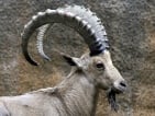 Ibex Hunting