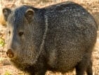 javelina hunting