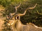 kudu hunting