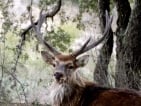 Manchurian sika deer