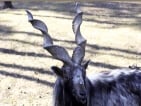 markhor hunting