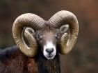 mouflon sheep hunting