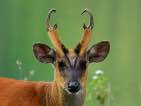 muntjac