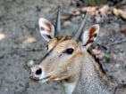 nilgai hunting