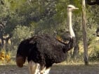 ostrich hunting