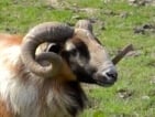 painted desert sheep hunting