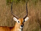 red lechwe hunting