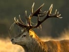 red stag hunting