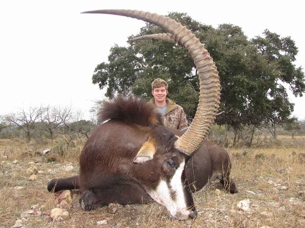 Image result for ox ranch hunting tx sable