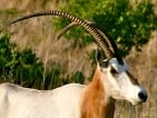 scimitar horned oryx hunting