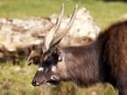 sitatunga hunting