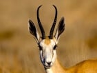 springbok hunting