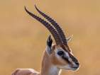 thomson's gazelle