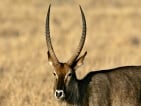 waterbuck hunting