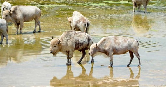 white bison