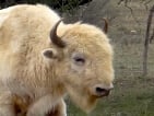 white buffalo hunting