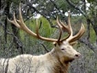 white elk hunting