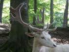 white stag