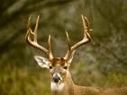 whitetail deer hunting