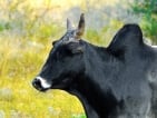 zebu hunting