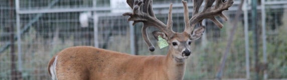 Whitetail and Exotic Breeding – Part 2