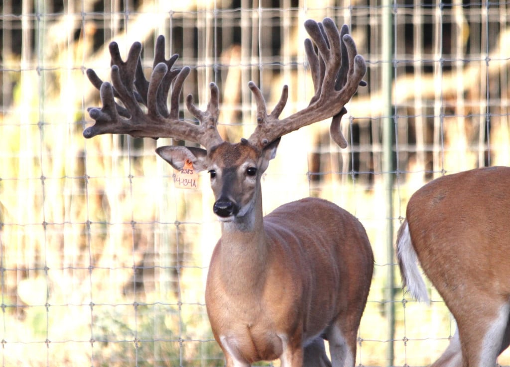 Deer pen shop