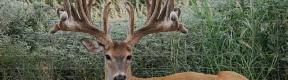 Building a Whitetail Habitat