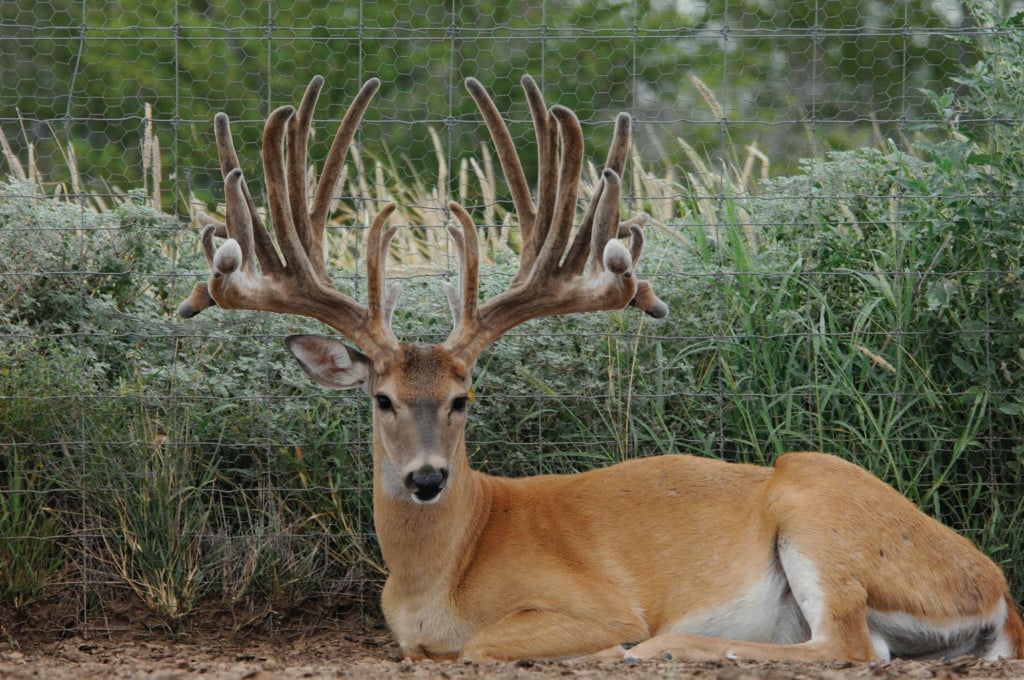 Deer with quality antlers
