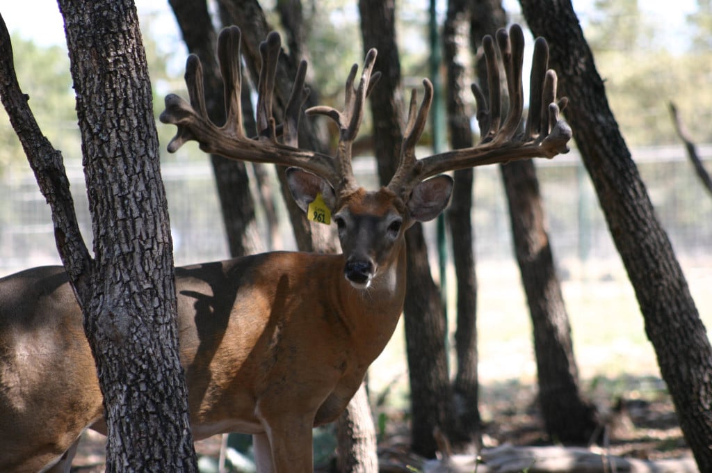 Beautiful white tail deer