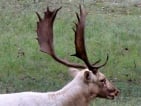 fallow deer hunting