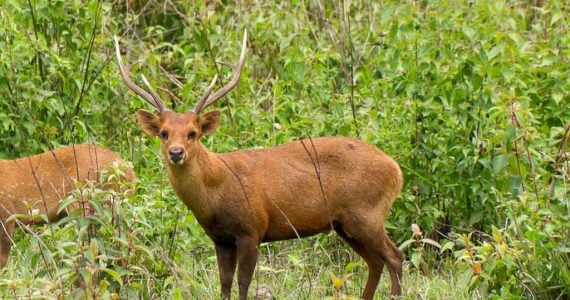 hog deer hunting