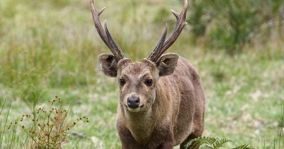 hog deer hunts