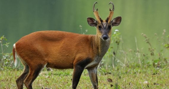 muntjac deer hunting