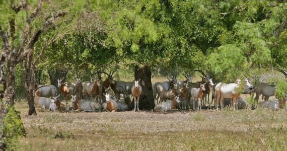 scimitar horned oryx endangered