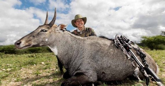 nilgai hunting