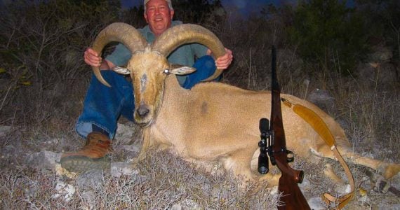 ram aoudad sheep hunting