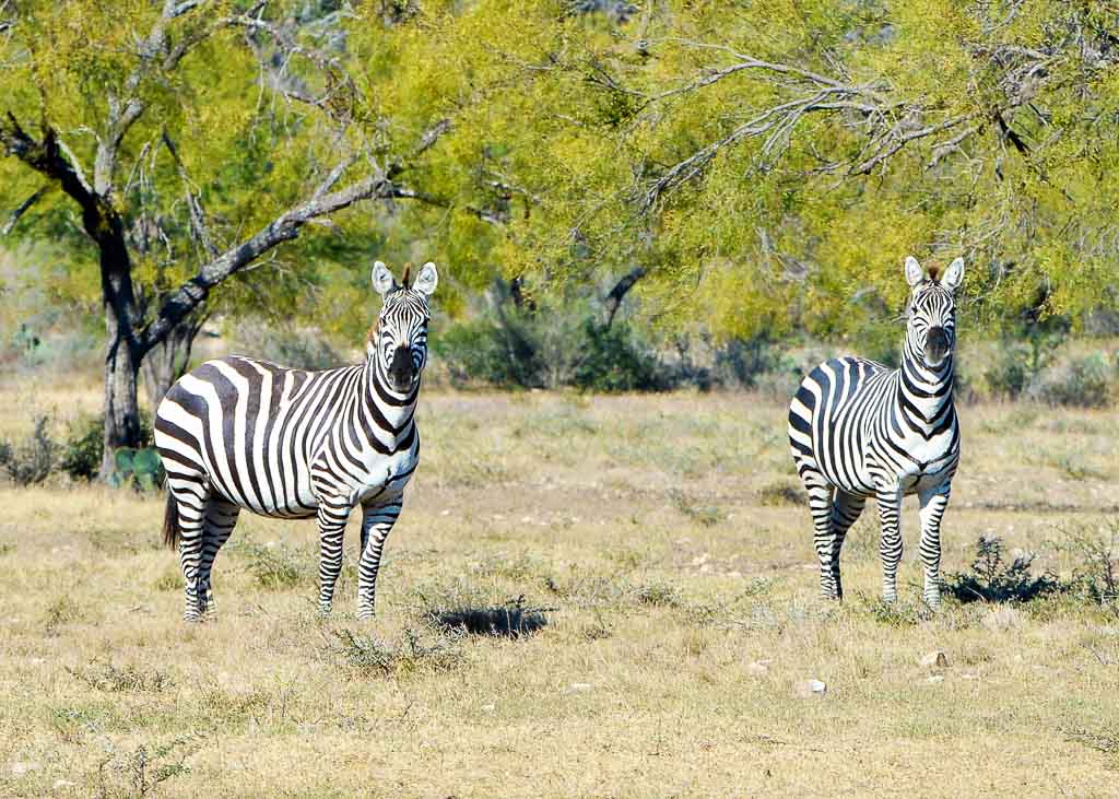 zebra hunts OX Ranch