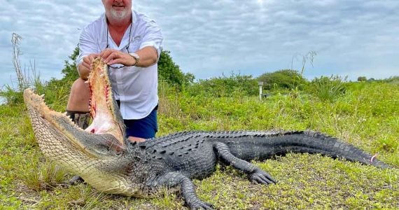 year round alligator hunting